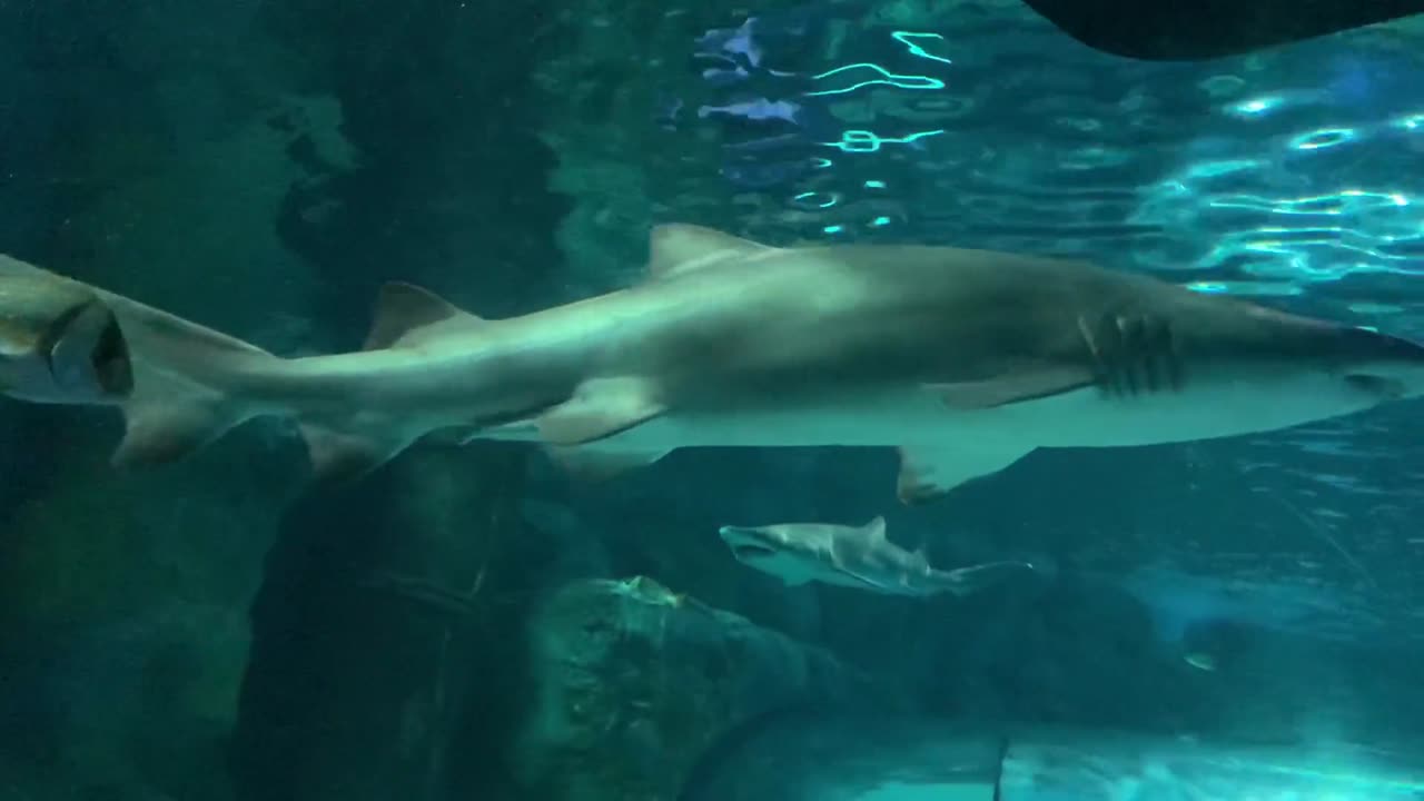 Shark video 😱🔥#rumble follow me