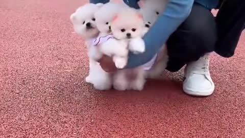 Cute and funny dog video