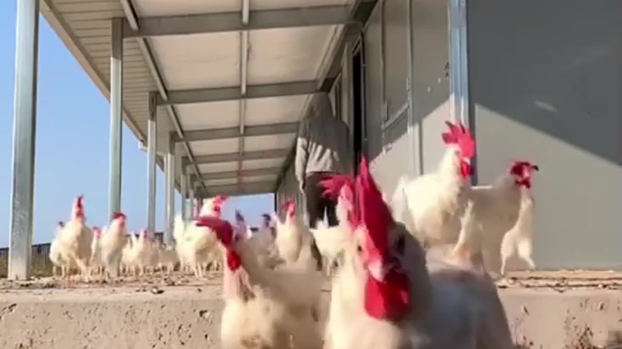 After spending 3.5 years in a battery farm, these chickens are ready to spread their wings 🥰