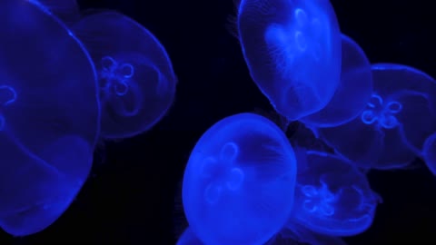 Beautiful Blue Jellyboys