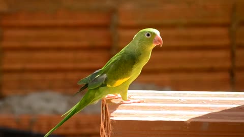 Parrot Brazilian Bird Bird Prt Bird Brazilian