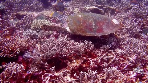 Beautiful view of world underwater