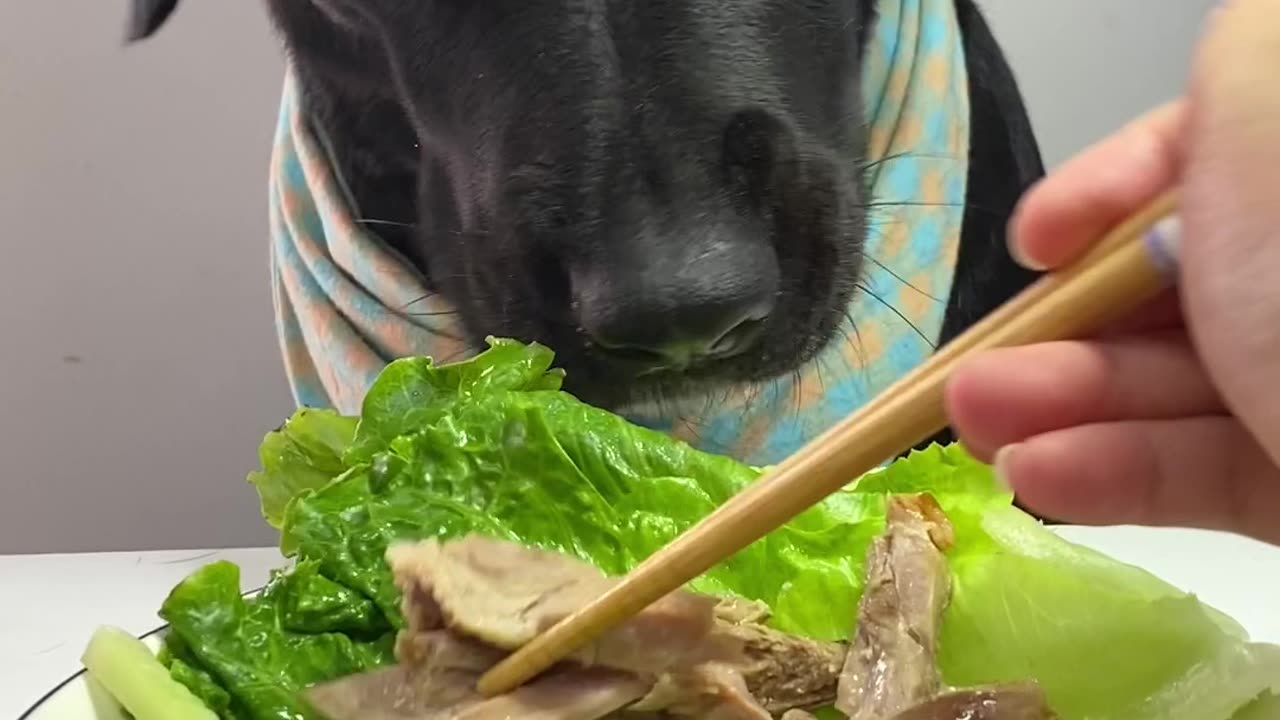 🦆🍗 Found Roast Duck for Dinner! So Delicious 🤤🐾 Zorro #ASMR