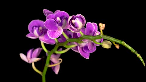 A purple orchid flower opens on the branch