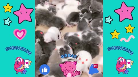 OMG! These Baby Kittens Are So Super Cute🔥| Cuteestock