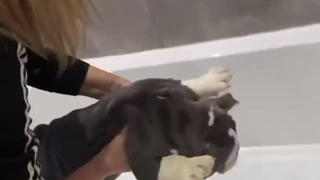 He does not want their lamb to go to the bathroom