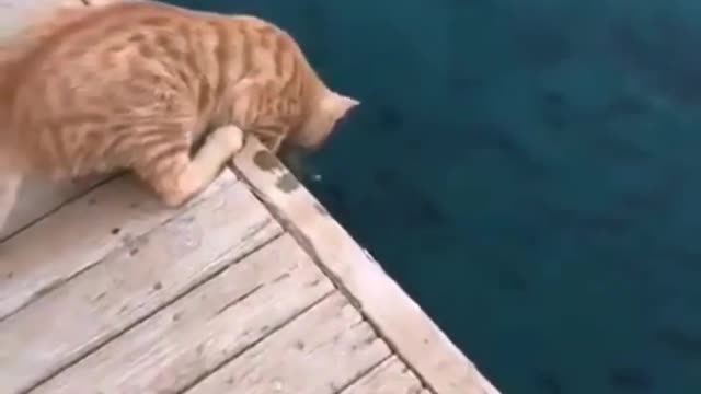 Very clever cat... Catching fish with his own talent...