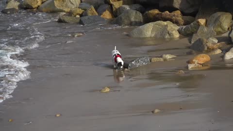 Serenity by the Sea: A Solo Stroll of Little Doggy