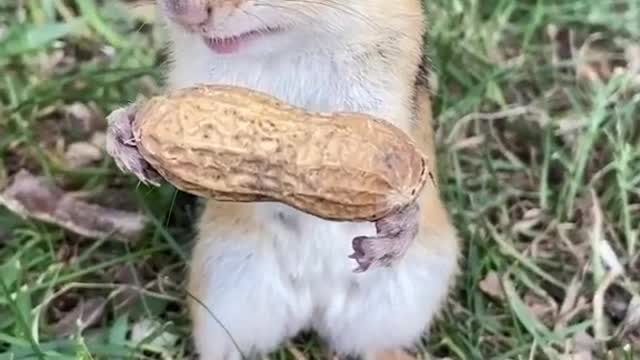 Nice moment to eat squirrel nuts..