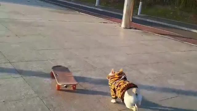 SkateDog