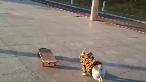 SkateDog