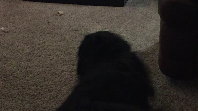 Rocky and AFV
