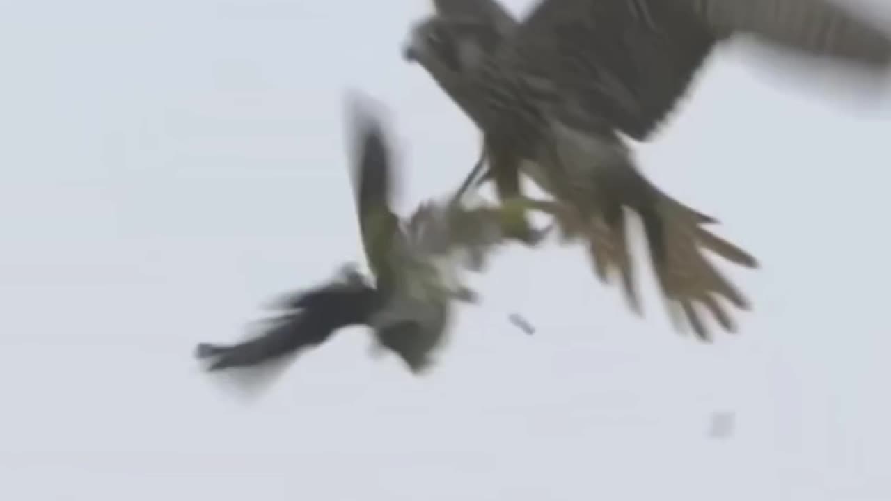 Eagle's amazing hunting power.