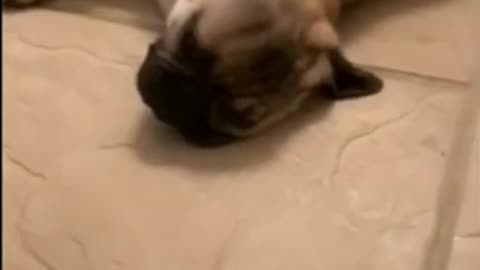 FUNNY WAY TO WAKE YOUR DOG *WAIT UNTIL THE END*