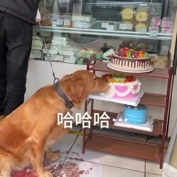 You bought the cake sir 😂😂😂😂