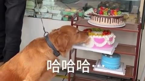 You bought the cake sir 😂😂😂😂