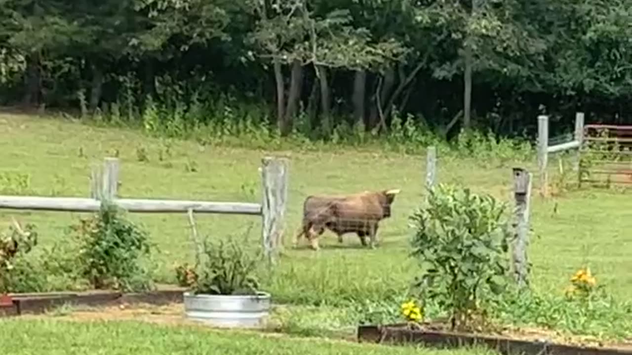 Bull Makes a Back Scratcher