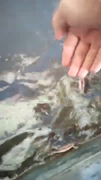 Hungry Fish BITES my Hand