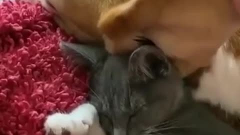 funny cat 🐈‍⬛ 🤣🤣🤣🤣🤣🤣