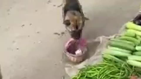 Smart Dog Shopping Vegetables In The Market