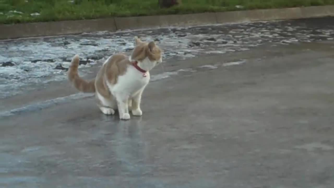 Cat remarkably startled by harmless object