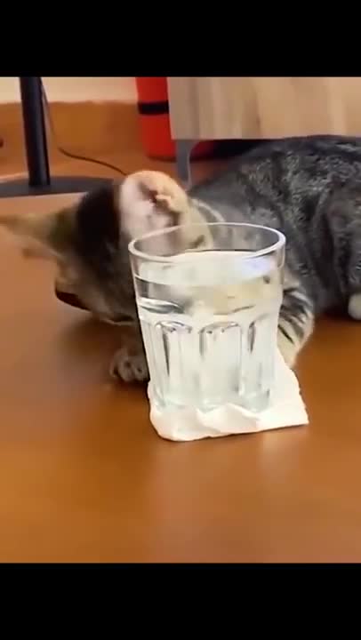 Too Cute Cats and Kittens videos Compilation