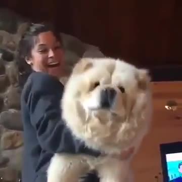 Chow Chow - Giant dog