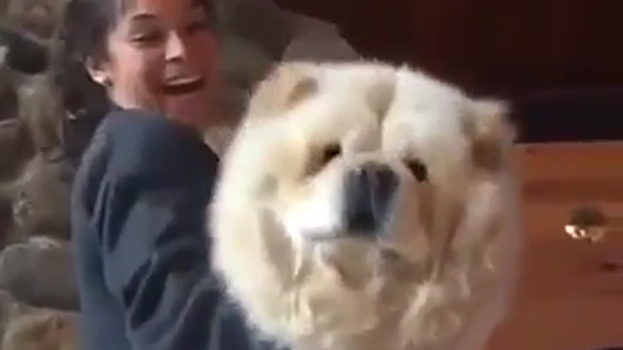 Chow Chow - Giant dog