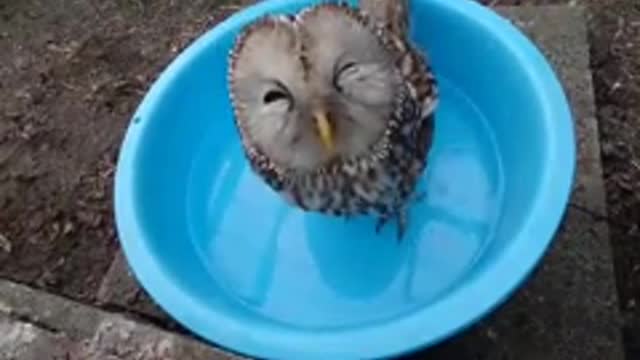 Owl taking a bath in the basin