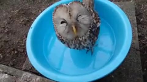 Owl taking a bath in the basin