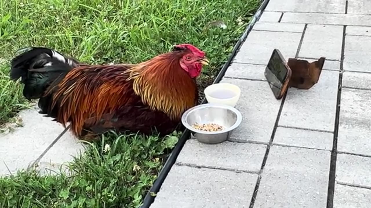 Chickens watching TV