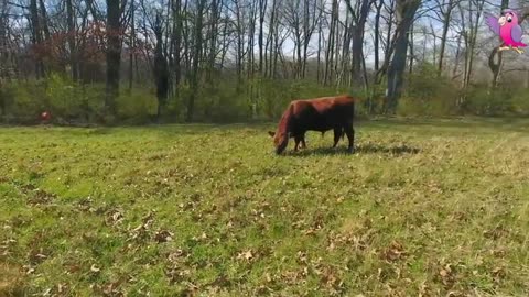 COWS MOOING & GRAZING IN A FIELD