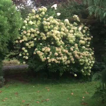 A view inside my secret garden is a limelight Hydrangea