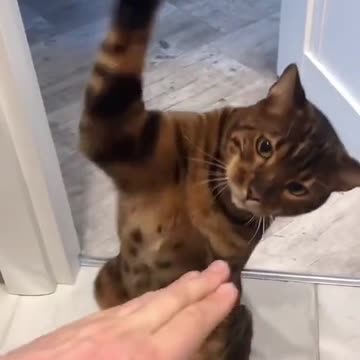 o gato lutador de box