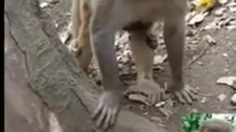 Funny monkey 🐒🐒🐒 video 😅😅😅