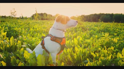 Top 20 Pets Stock footage - Pets Free Stock Videos - Pets Videos - Pets No Copyright Videos