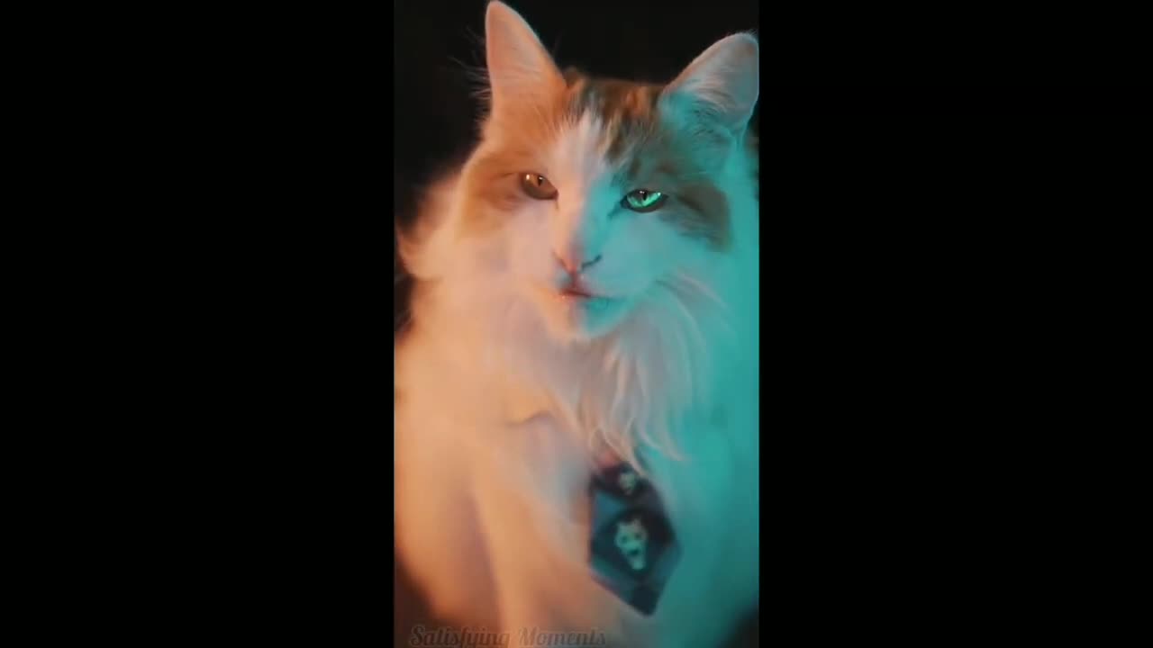 Cat Showing His Pose - Tiktok Cats (Funny Animals #322)