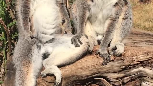 Ring-tailed lemur