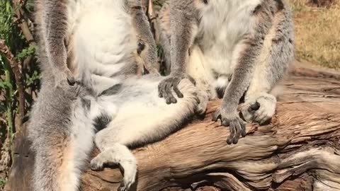 Ring-tailed lemur