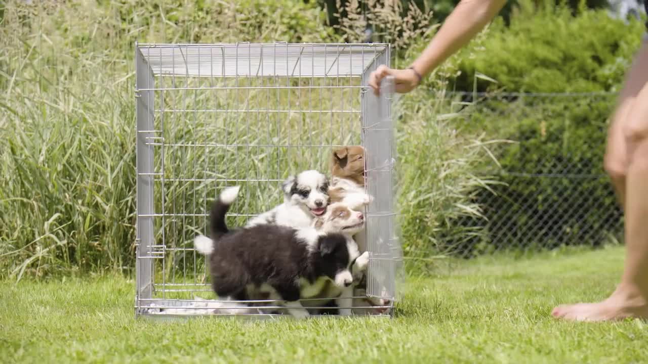 A woman opens a cage and a group of puppies runs out onto grass