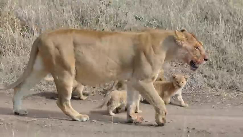 Lion family