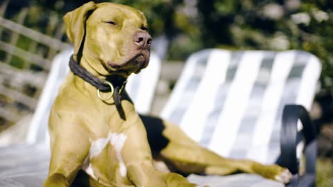 Dog Sunbathing Sofa Sunny Garden Pet Relax