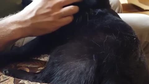 Black dog getting scratched by owner while sticking tongue out