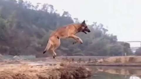 Flying Dog