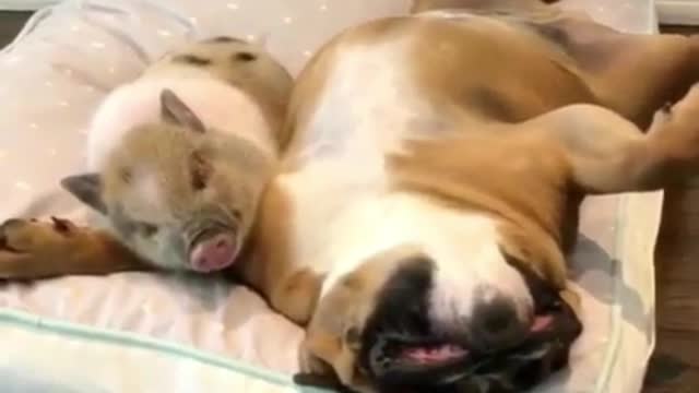 Dog and piggy sleeping together