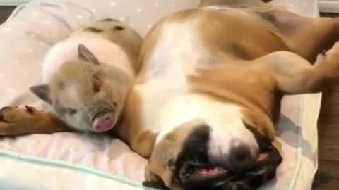 Dog and piggy sleeping together
