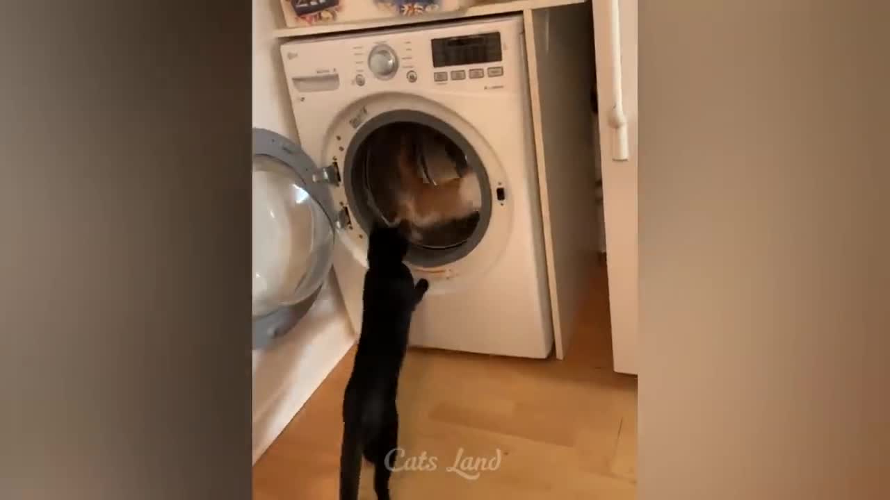 Cute animals cat
