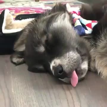 Dog representing tired, amazing