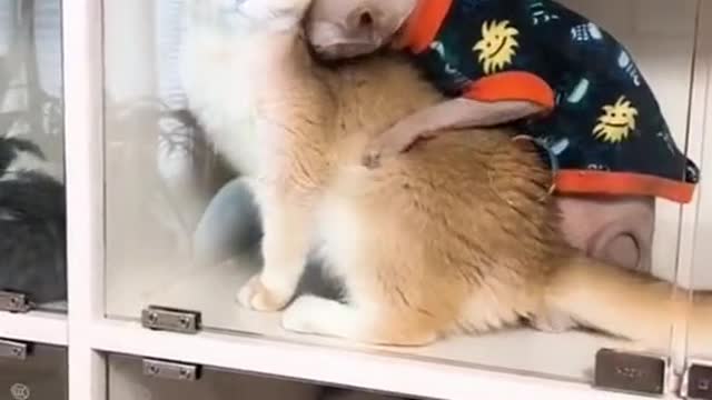 cute pet everyday
