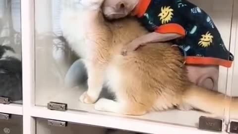 cute pet everyday